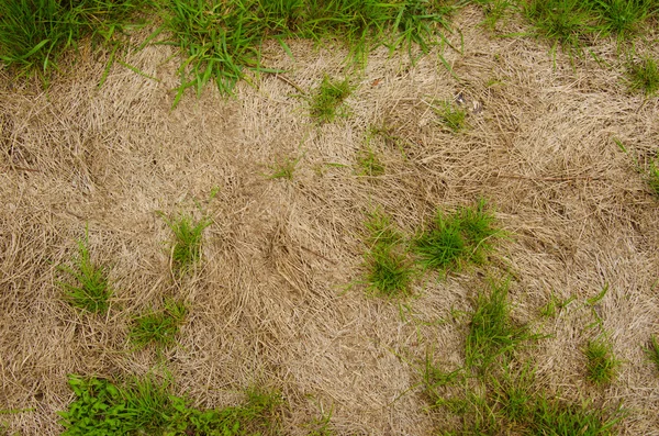 Hintergrund von trockenem Gras — Stockfoto