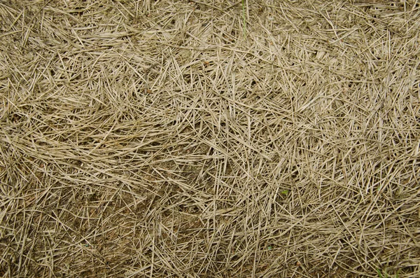 Background of dry grass — Stock Photo, Image