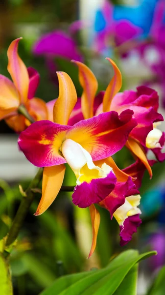 Orquídea — Fotografia de Stock