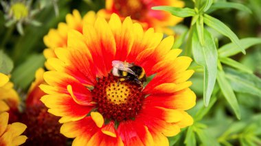 Arı çiçeği gaillardia çiçek toplar.