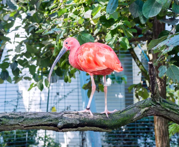 A pink Scarlet bird — Stock Photo, Image