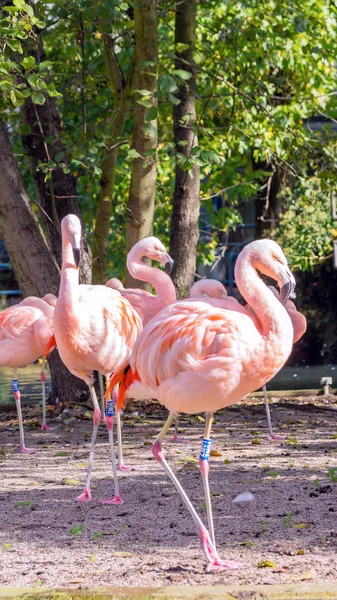 Flamingos in the green park — Stock Photo, Image