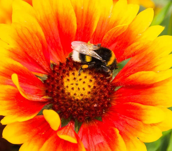 蜂は、テンニンギク花から花を収集します。 ストック画像