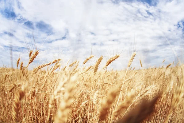 El campo de trigo —  Fotos de Stock