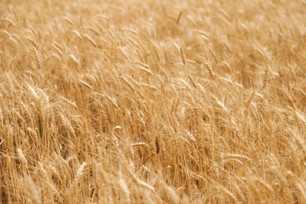El campo de trigo —  Fotos de Stock
