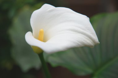 Çok güzel bir doğal çiçek.