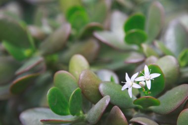 Çok güzel bir doğal çiçek.