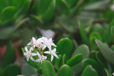 Çok güzel bir doğal çiçek.