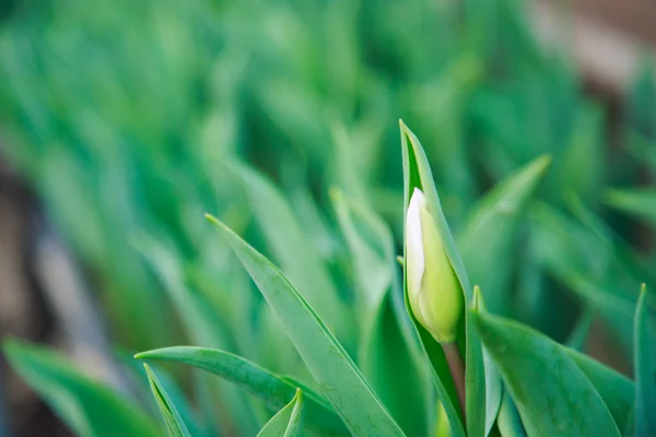 Tulipas Crescendo Estufa — Fotografia de Stock