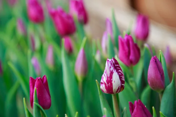 Tulipas Crescendo Estufa — Fotografia de Stock