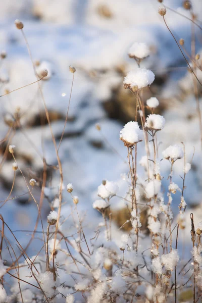 Neve Cai Lentamente Encontra Chão — Fotografia de Stock