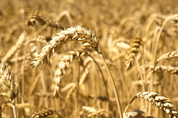 Ears of wheat field — Stock Photo, Image