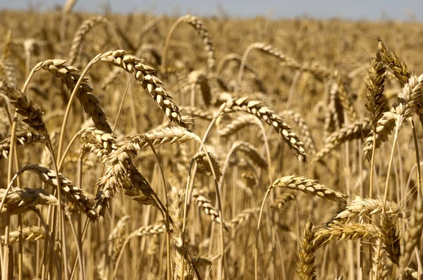 Yellow grain ready for harvest growing in a farm field — Stock Photo, Image