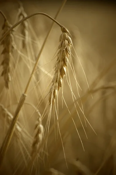 Golden ears of wheat on the field. — Stock Photo, Image