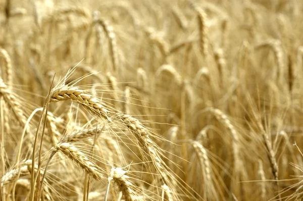 Wheat Spikelet — Stock Photo, Image