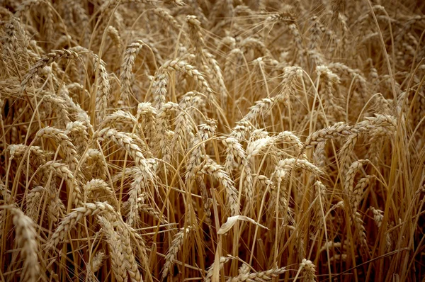 Spikelets of wheat against the background of a wheat field, sele — Stock Photo, Image