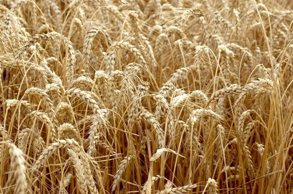 Spikelets of wheat against the background of a wheat field, sele — Stock Photo, Image