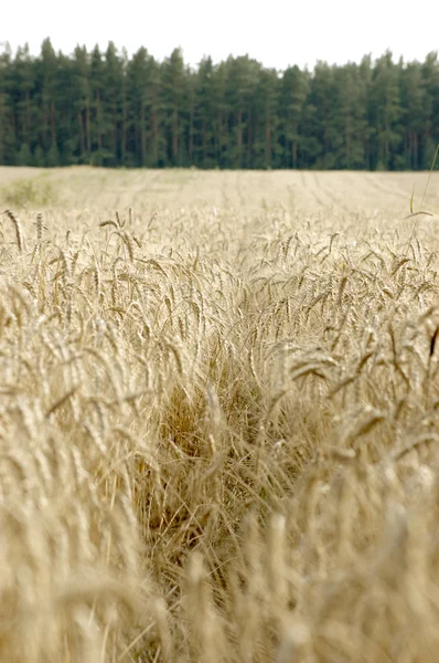 Campo de trigo listo para cosechar —  Fotos de Stock