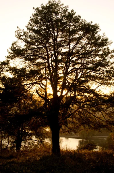 Drzewo samotny sylwetka — Zdjęcie stockowe