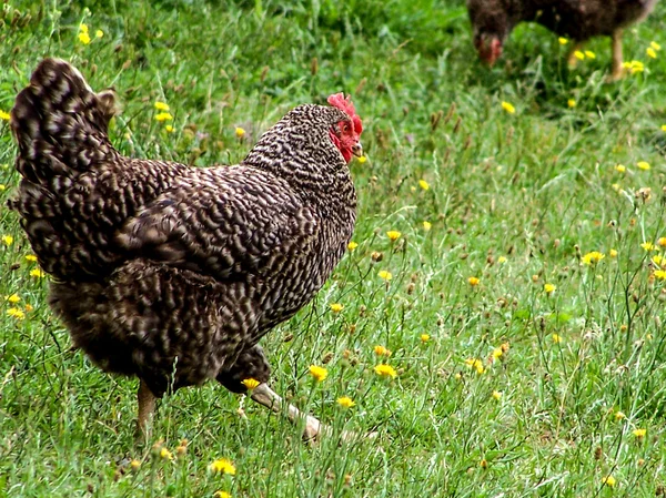 Hen in a field — Stock Photo, Image