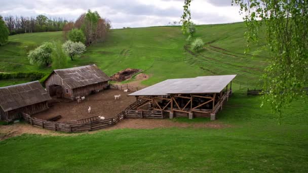 Сільське Господарство Сільська Ферма Зелених Пагорбах Прекрасний Сільський Пейзаж Вівчарська — стокове відео