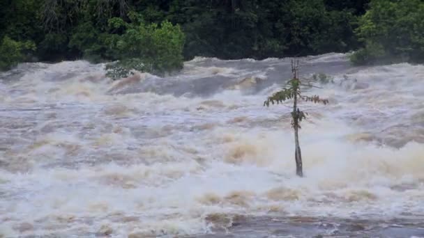 The power of the tropical river in Africa, Equatorial Guinea — Stock Video