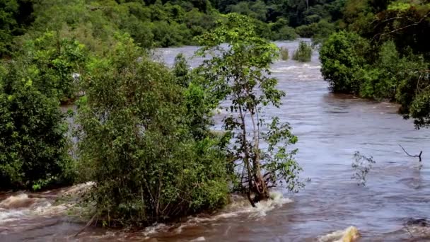 Flod i Ekvatorialguinea, djungel, Afrika — Stockvideo