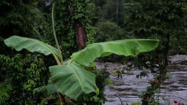 Kilátás nyílik a folyóra, egy banán levél keresztül. Trópusi Afrika, Egyenlítői-Guinea — Stock videók