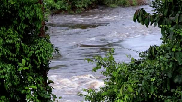 Vista del fiume attraverso gli alberi. Giungla, Africa — Video Stock