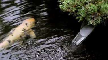 Japon koi sazan göle