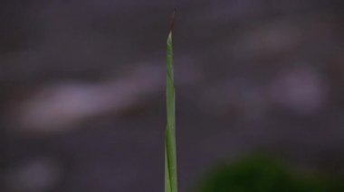 bir muz ağacı genç sürgün. Yağmur damlaları üzerindeki yaprak