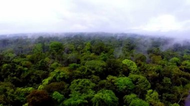 Yavaş yavaş rainforest ağaç kısımları üzerinde uçan kamera