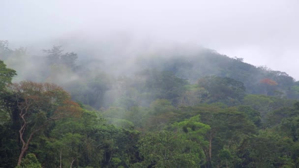 Afrikanischer Dschungel. der Nebel steigt auf und zieht über den Regenwald — Stockvideo