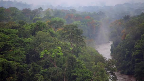 Jungla. La niebla se mueve lentamente sobre los árboles y el río — Vídeo de stock