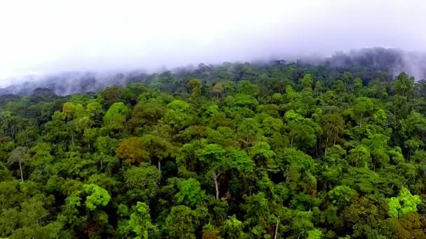 Flying over the rainforest — Stock Video