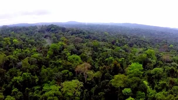 Bosque lluvioso con vista de pájaro. Guinea Ecuatorial — Vídeos de Stock