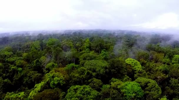 Selva África Ecuatorial vista de pájaro — Vídeo de stock