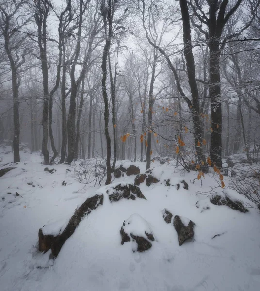 Winter Forest Russia — Stock Photo, Image