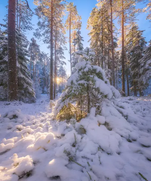 Winter Forest Russia — Stock Photo, Image