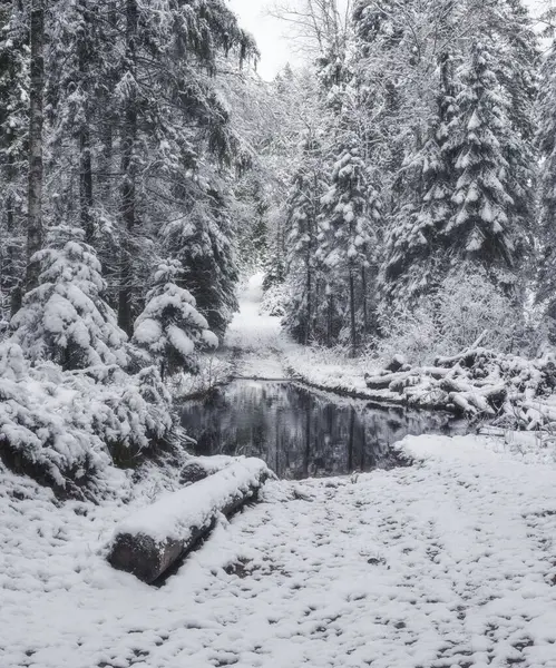 Зимний Лес России — стоковое фото