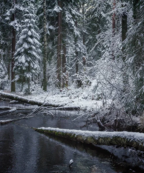 Winter Forest Russia — Stock Photo, Image