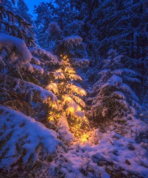 Kerstboom Het Winterbos Stockafbeelding