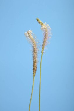 Mavi bir arka planda izole edilmiş iki kır çiçeğinin yakın çekimi, kartpostal.
