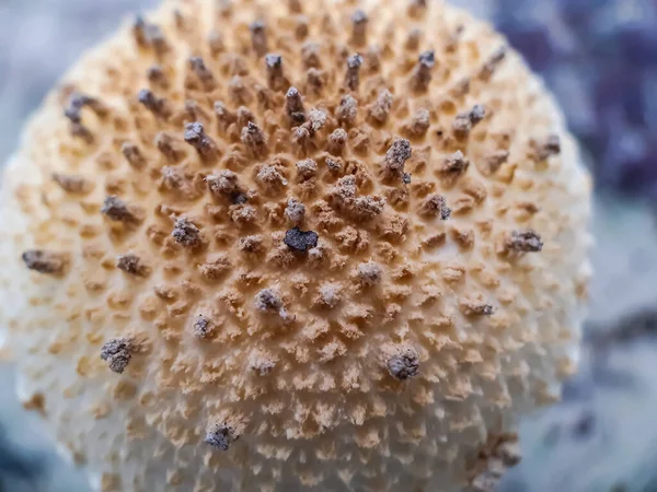 Cultivation White Mushrooms Indoors Mushroom Born Sphere — Stock Photo, Image