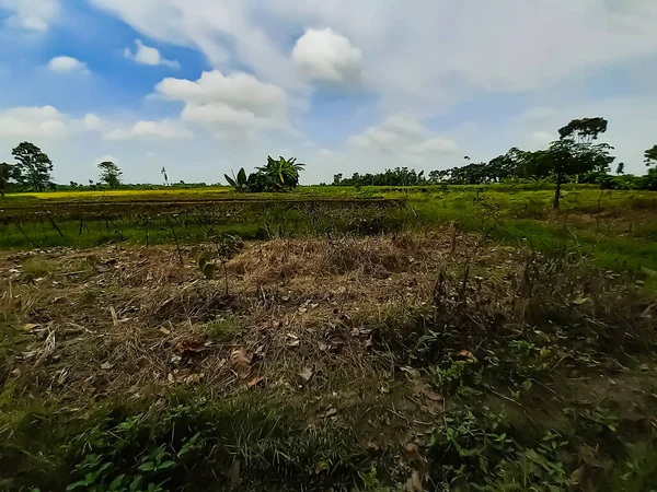 Pepper is grown on green pepper farmland and has a green background.