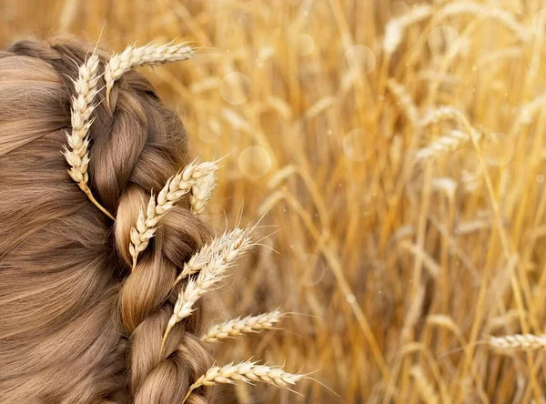 Braid hairstyle with sprigs of ripe wheat. Blond long hair close. Healthy hair. Warm light background. Summer
