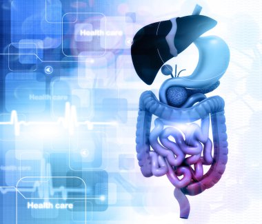 İnsan iç organları