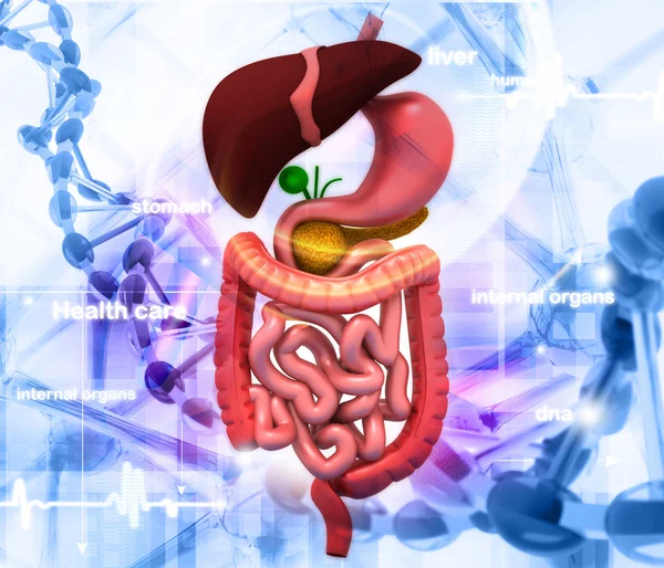 Menselijke interne organen — Stockfoto