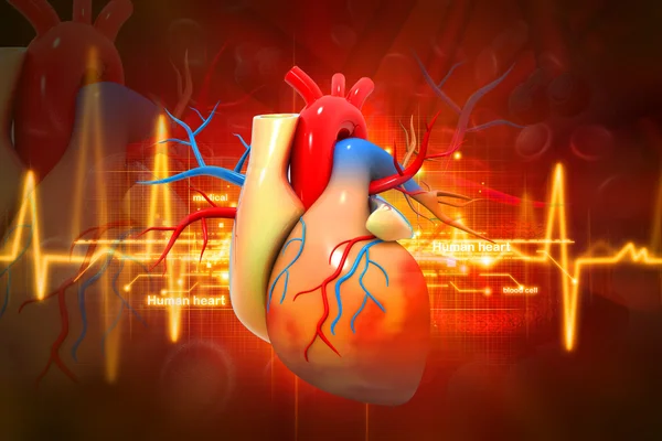 Human heart — Stock Photo, Image