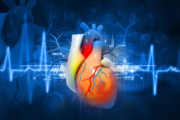 Human heart — Stock Photo, Image